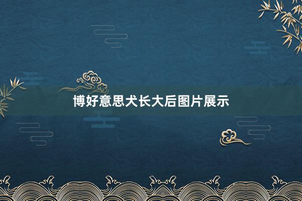 博好意思犬长大后图片展示